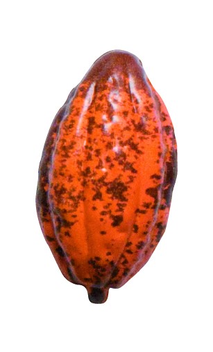 Petit fruit de cacao