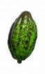 Petit fruit de cacao