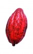 Petit fruit de cacao